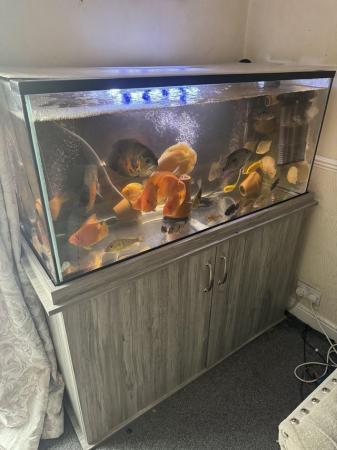 Image 3 of 350L fish tank and cabinet with loads of fish and extras.