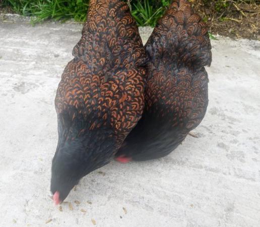 Image 3 of Pure Breed Double Gold Laced Barnevelders Hatching Eggs We a