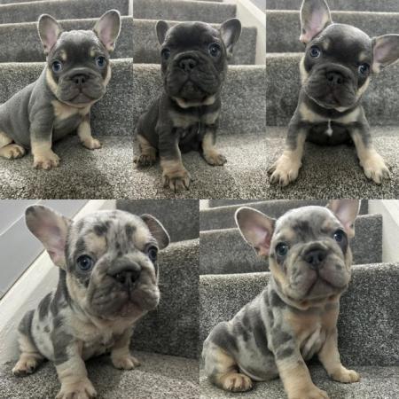 Image 2 of French bulldog puppies for sale