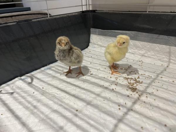 Image 3 of *** Day old chicks available ***