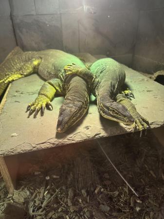 Image 2 of Adult breeding pair of Argus monitors for sale
