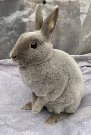 Image 2 of Lovely Young Blue Mini Rex Boy