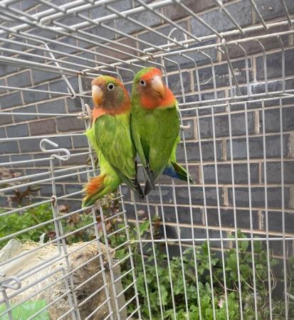 Image 3 of Fisher love bird breeding pair for sale Bury
