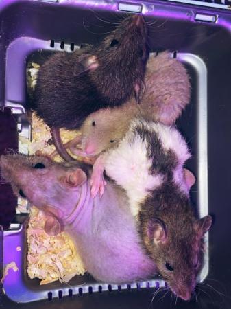 Image 5 of Male & Female rats looking for forever homes!