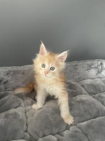 Image 1 of Maine Coon Ginger kittens ( 2 boys)