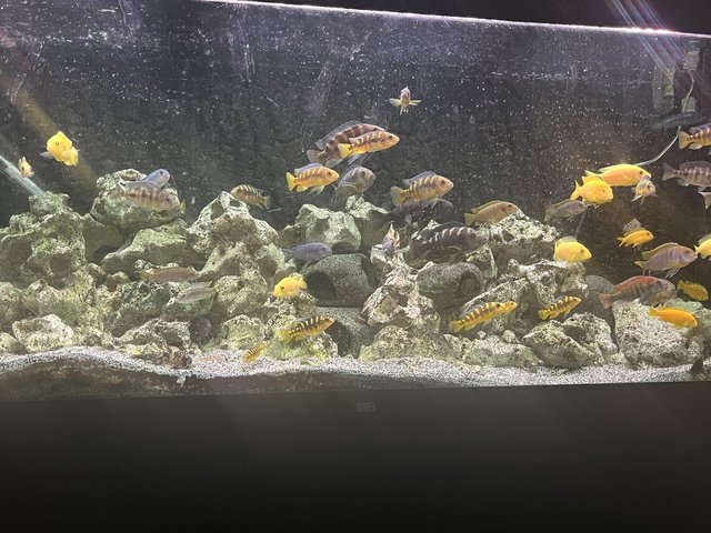 Preview of the first image of Malawi cichlids large group.