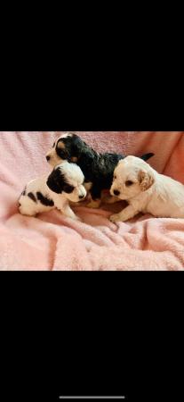 Image 42 of 7 gorgeous cockapoo pups for sale