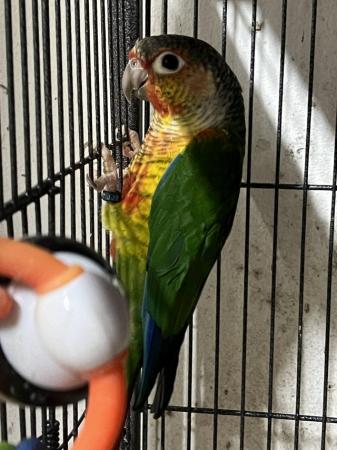 Image 4 of 2023 Male Yellow Sided Conure