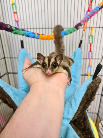 Image 4 of Breeding pair of sugar gliders and cage