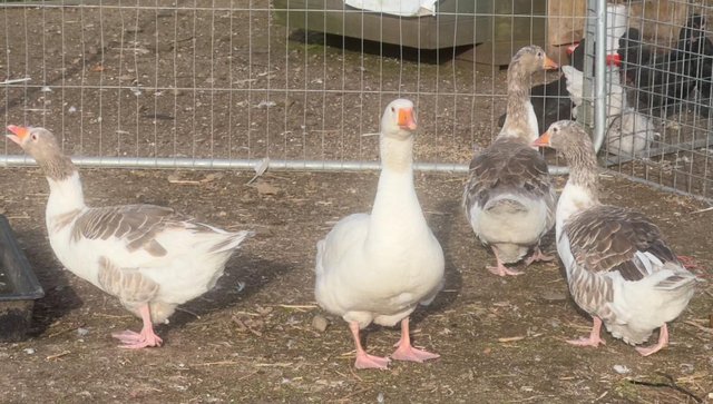 Preview of the first image of TRIO OF SHETLAND GEESE (RARE BIRDS).