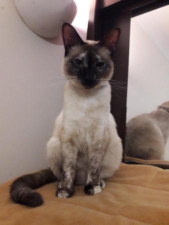 Image 2 of We have Male and FemalePure Breed, Siamese