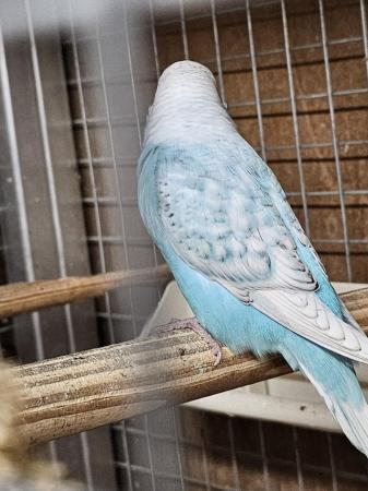 Image 4 of Turquoise baby Budgie, very pretty with lace wings