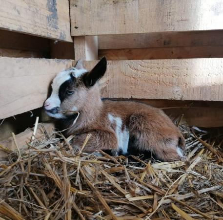 Image 4 of Pygmy Goat Kids from this years kidding
