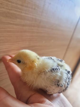 Image 1 of Bantam chick's for sale 3, 4 weeks old