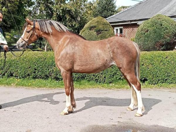 Image 2 of Welsh Section B 4 YO Mare 13.1hh for sale