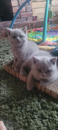 Image 14 of Gccf registered lilac British Shorthair kittens