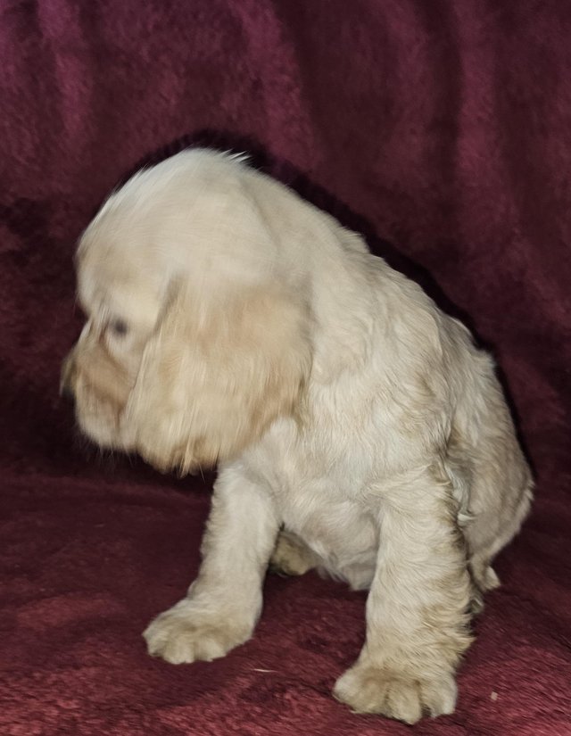 Preview of the first image of Show type cocker spaniels both parents kc.