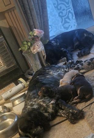Image 1 of 9 week old cocker spaniel puppies