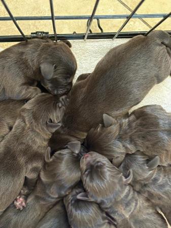 Image 4 of 10 Gorgeous Chocolate KC Dual Purpose Labrador puppies for s