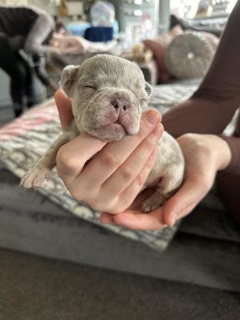 Image 15 of French bulldog Puppys quality litter PP avail
