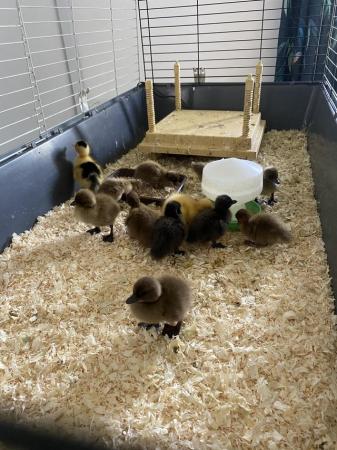 Image 3 of Call ducklings for sale