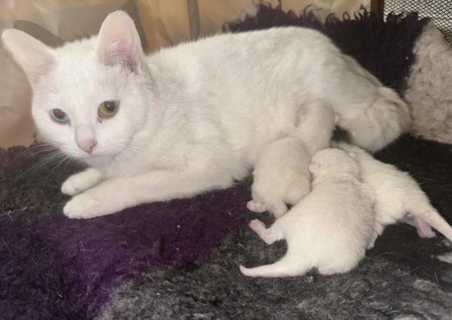 Image 3 of White Kittens available