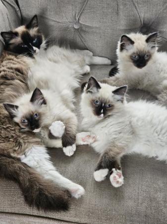 Image 1 of 4 beautiful ragdoll kittens **needing new homes**