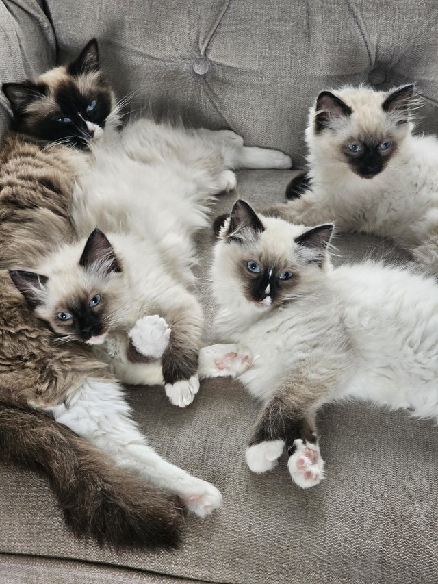 Preview of the first image of beautiful ragdoll kittens.