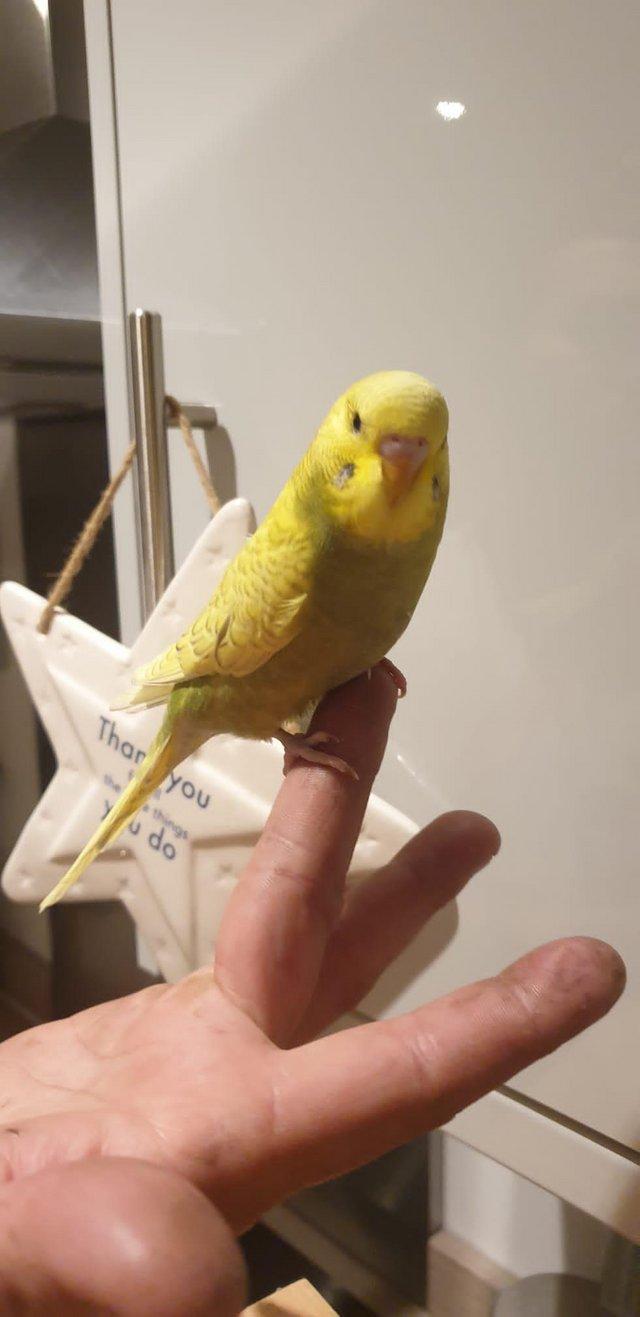Preview of the first image of Baby hand tame hand reared budgies.