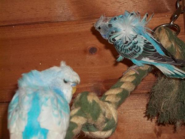 Image 6 of 2023 to 2024 HAGOROMO [HELICOPTER] BABY BUDGIES FOR SALE.