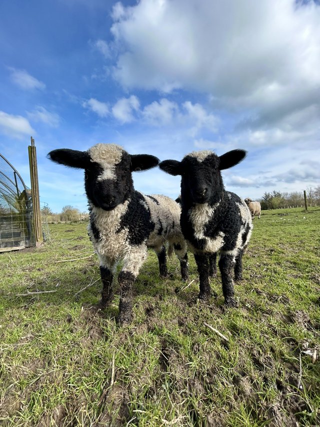Preview of the first image of Twin Valais Blacknose x Dutch Spotted Wether Lambs.