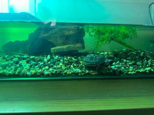 Image 4 of Two 1 year old musk turtles with complete set up.