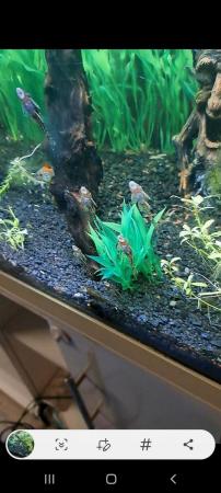 Image 2 of Loads of bristlenose plecs looking for a new home £2 each