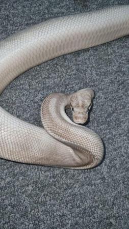 Image 4 of Royal python (purple passion):)