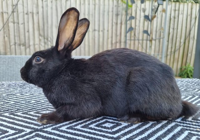 Image 6 of Handsome bunny looking for a new home.