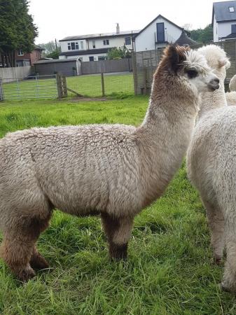 Image 3 of 2 year old rose grey female Alpaca for sale