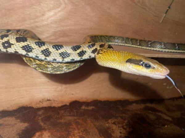 Image 2 of Female Thai Beauty snake 8 ft long