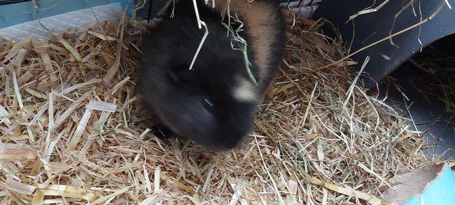 Image 4 of Gorgeous male guinea pig