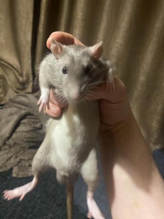 Image 5 of 9 weeks old baby rats for sale, handled since birth