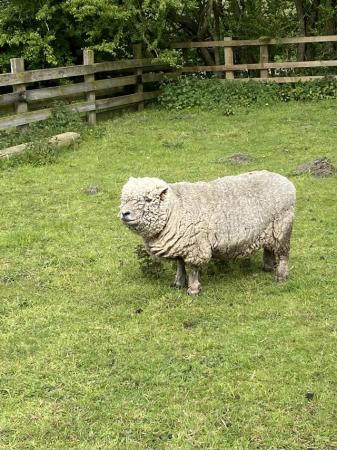 Image 3 of Southdown Pedigree Ewes for Sale SOLD