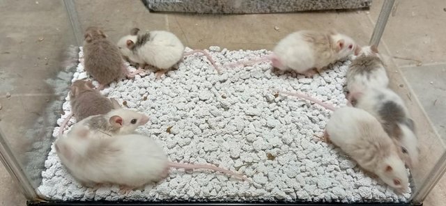 Image 7 of Breeder Group's of ASF Mice