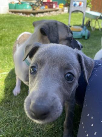 Image 7 of READY 6/7/24 Adorable homebred KC registered Whippet pups