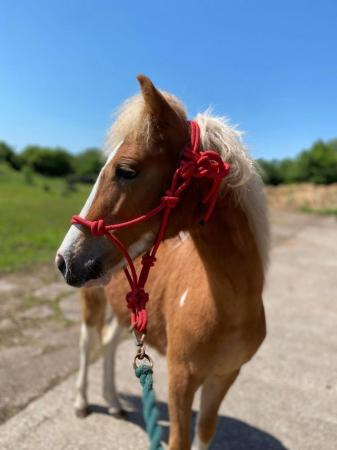 Image 12 of Adorable Future11.2hh Lead Rein/Ridden/Pony Club Project