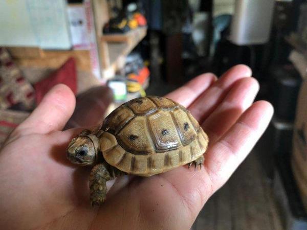 Image 5 of Baby Tortoises For Sale - Captive Bred In The UK £100 - £245