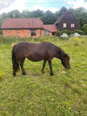 Image 1 of Black dartmpor type pony looking for new home