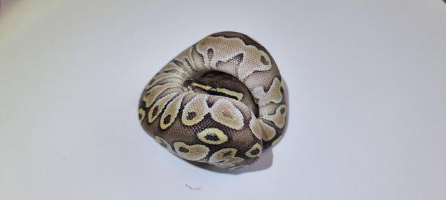 Image 4 of BEL, Lesser, Mojave, Wild type royal pythons for sale