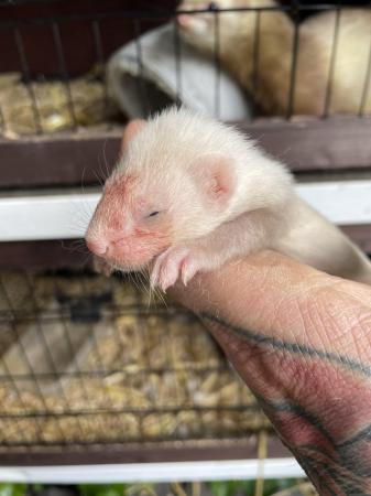 Image 3 of Baby Ferrets for sale male and female