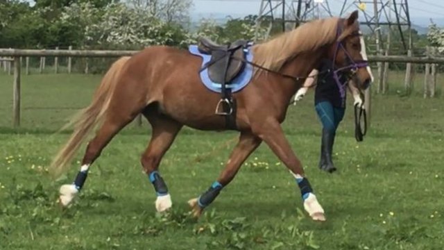 Image 10 of two year old gelding to make 14.2hh