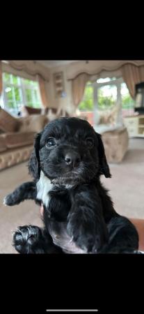 Image 2 of Lovely Cockerpoo puppies
