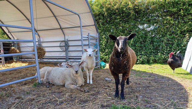 Image 2 of Texel x Suffolk Ewe Lambs - Born January